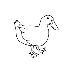 Doodle duck.Farm animals.Hand drawn line art.