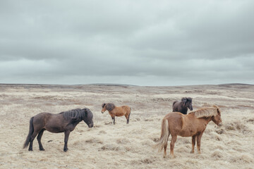 Island Pferde 