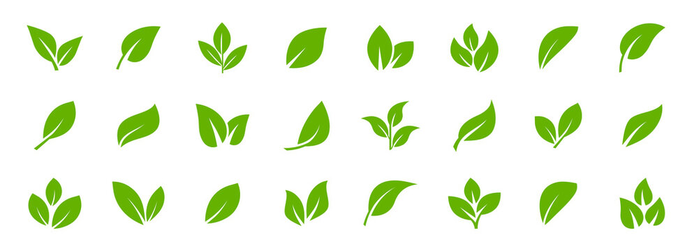 Set of green leaf icons. Leaves of trees and plants. Leaves icon. Collection green leaf. Elements design for natural, eco, bio, vegan labels. Vector illustration.