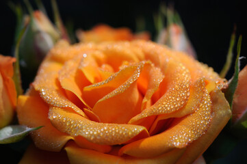 Orange rose with dew drops in the morning garden closeup. hallow depth of field