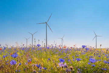Beautiful farm landscape with wheat field, red poppies, white chamomile and blue cornflowers (Centaurea Cyanus) with wind turbines to produce green energy in Germany, Summer, at sunny day and blue sky - obrazy, fototapety, plakaty