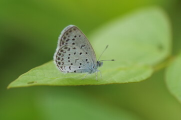 ヤマトシジミのイメージ