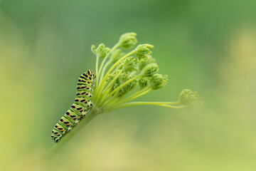 Caterpillar on food plant, portrait of Old World Swallowtail (Papilio Machaon)