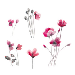 Hand drawn ink and watercolor illustration: red poppies flowers and buds on white background