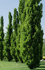 A row of Quercus robur, commonly known as common oak, pedunculate, European or English oak in city park krasnodar. Public landscape 'Galitsky park' for relaxation and walking in sunny spring  2021