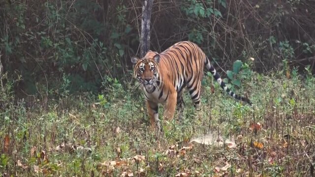 Tiger in a national park in India. These national treasures are now under protection.