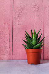 Aloe in a brown pot against a pink wooden wall