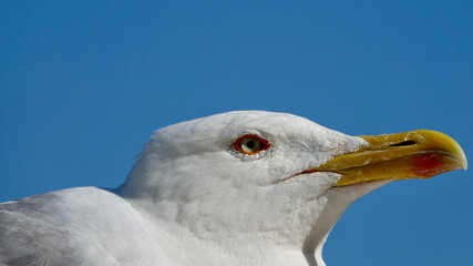 Möwe, Seemöwe, Nahaufnahme