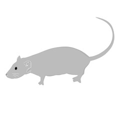 mouse on a white
