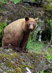 Obraz na płótnie Canvas Brown bear in Skagway Alaska
