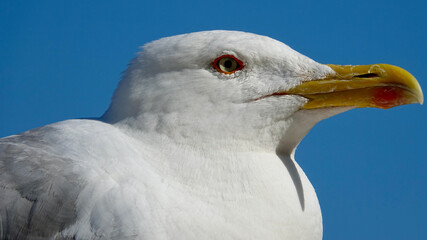 Möwe, Seemöwe, Nahaufnahme