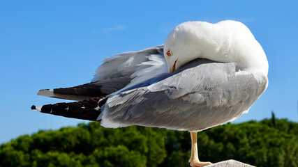 Möwe, Seemöwe, Nahaufnahme