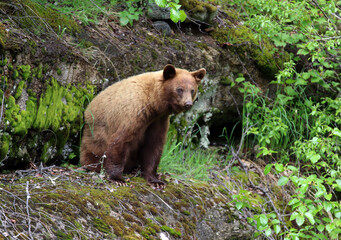 Brown bear in Skagway Alaska