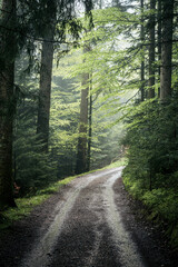 Fototapeta na wymiar unpaved road leading through rainy spring forest in Emmental