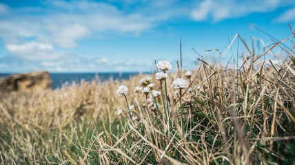 Blooming wildflowers goring on dray grassy hill slope under blue sky