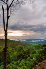 tree in the mountains