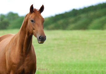 Strong Horse posing for camera in green field with fresh grass
