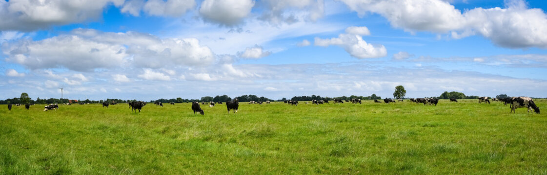 Motive aus der Landwirtschaft - Milchk&uuml;he auf der Sommerweide - landwirtschaftliches Symbolfoto.