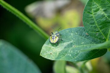大豆を食害するアオカメムシの幼体