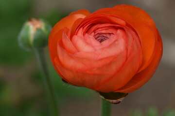 Fototapeta premium Orange red ranunculus flower buds in summer garden.