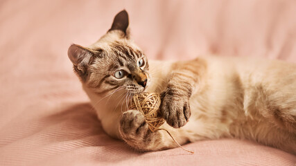 A cute Thai tabby pet kitten is lying on the bed on a soft pink blanket and playing with a ball of hemp rope, holding it in its paws. A pet and toys.
