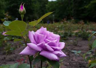 róża, fioletowy kwiat, ogród różany, przyroda, kwiaty, róża, fiolet, lato