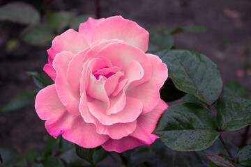 róża,różowy kwiat, ogród różany, przyroda, kwiaty, róża, ombre kolory, lato special rose,...