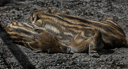 Three wild piglets sleeping on the ground. Latin name - Sus scrofa