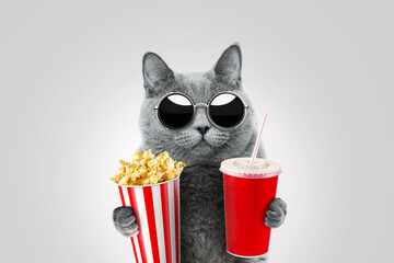 Funny hipster cat with vintage sunglasses holds popcorn and paper cup of drink. Kitten watches a...