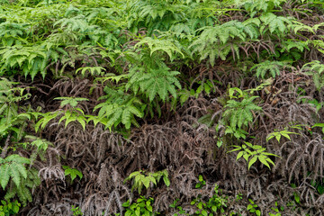 Leaves of a tropical plant in the jungle