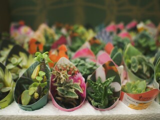 
shop all for garden and vegetable garden, houseplants, monstera and cacti sale