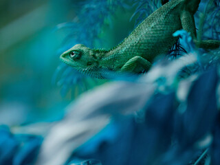 Indian Chameleon presented on center frame looking left side face look.