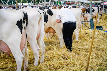 Landwirtschaftliche Tierschau - Kühe mit prallem Euter im eingestreuten Wartebereich einer...