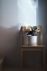 a Calathea Sanderiana planted in a white pot on wooden chair in sunshine from window and dark shade with copy space