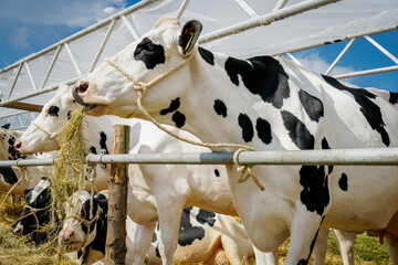 Landwirtschaft - Milchviehhaltung, angebunden Kühe warten auf einer Tierschau auf ihren Auftritt.