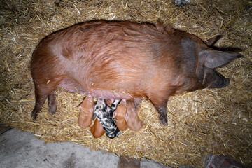 Schweinehaltung - kleine rotbunte Ferkel trinken Milch am Gesäuge der Muttersau im Stroh