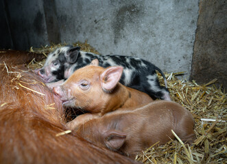 Schweinehaltung - kleine rotbunte Ferkel trinken Milch am Gesäuge der Muttersau im Stroh