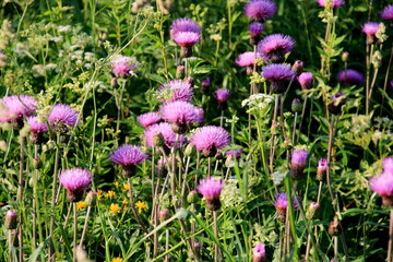 Purple shaggy flowers of Cirsium arvense on a summer meadow. Cirsium arvense flowers close - up
