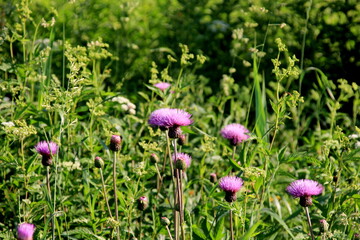 Purple shaggy flowers of Cirsium arvense on a summer meadow. Cirsium arvense flowers close - up