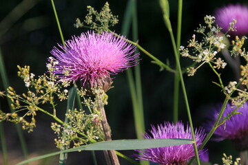 Purple shaggy flowers of Cirsium arvense on a summer meadow. Cirsium arvense flowers close - up