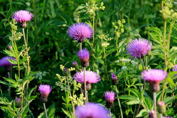 Purple shaggy flowers of Cirsium arvense on a summer meadow. Cirsium arvense flowers close - up