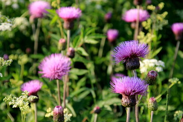 Purple shaggy flowers of Cirsium arvense on a summer meadow. Cirsium arvense flowers close - up
