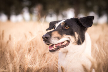 portrait of a dog in a wheat field