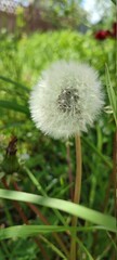 dandelion head
