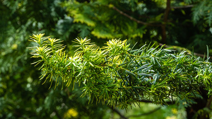 Beautiful branches of yew Taxus baccata Fastigiata Aurea (English yew, European yew) with bright green foliage with yellow stripes against blurred background of evergreens. Close-up. Nature for design