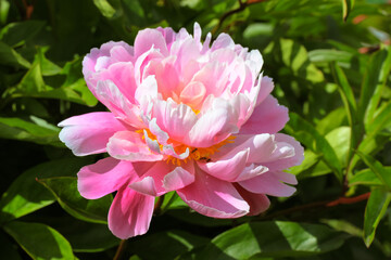Large pink common peony flower (lat. Paeonia) close-up on a bush on a background of green leaves. Beautiful spring summer flowers in bloom in a garden. Nature's landscape. Floral background. Sunny day