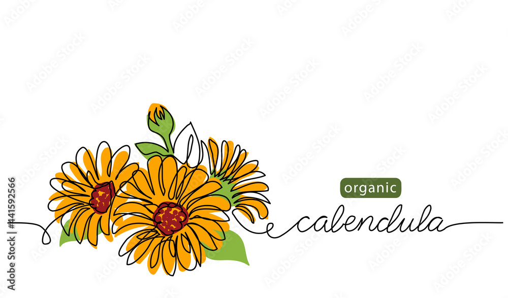 Wall mural calendula, marigold flower vector illustration, background for label design. one continuous line art