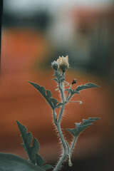 Watermelon flower and fruit