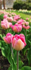 pink and white tulips