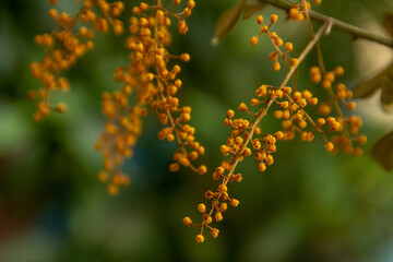 Yellow flowers with a green background